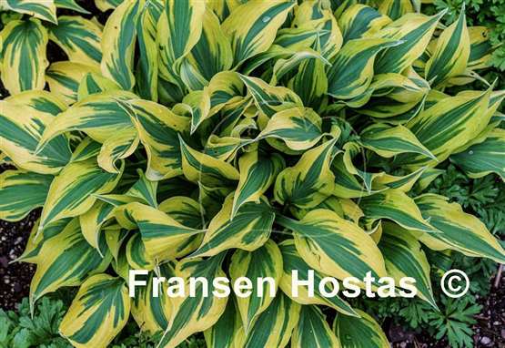 Hosta Bright Star